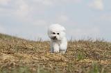 BICHON FRISE 139